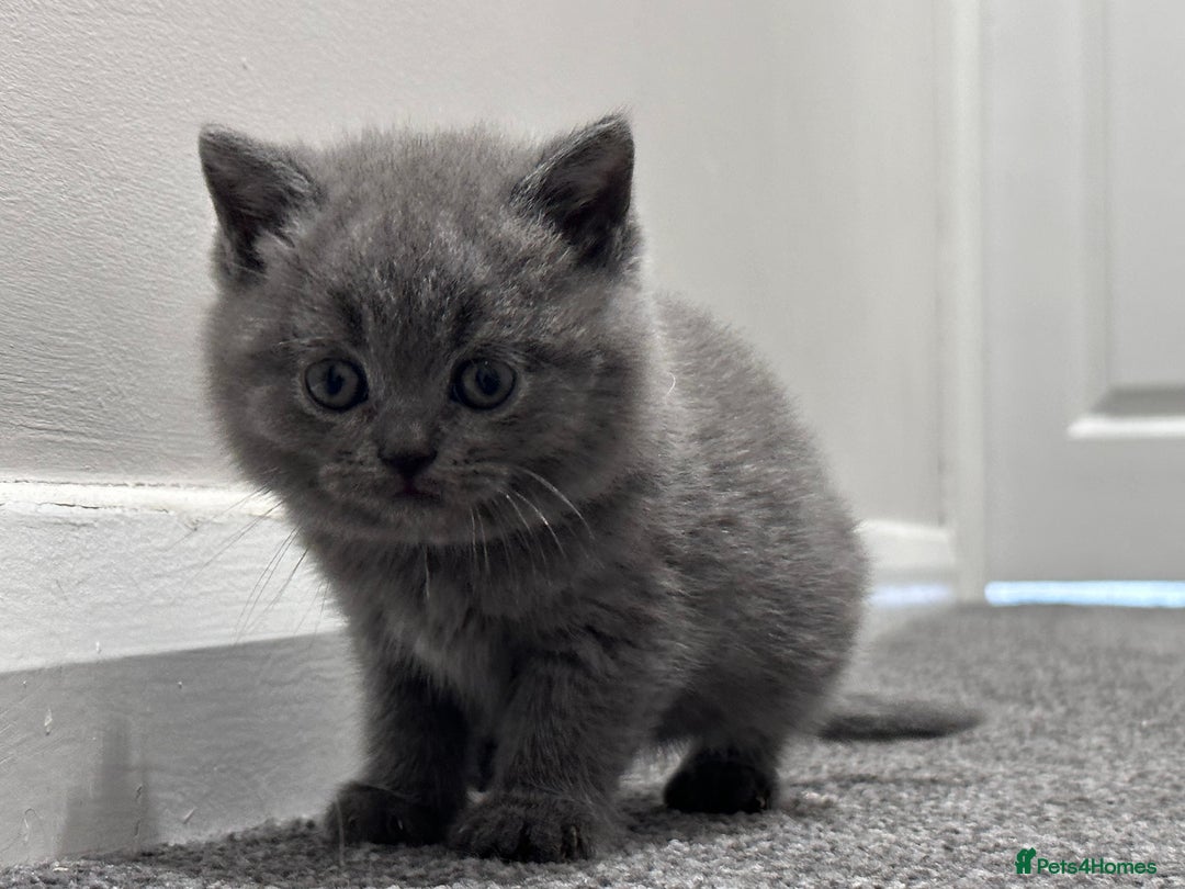 British Shorthair cats for sale: Championline British Blue kittens - Image 1