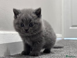 British Shorthair cats - Advert 15