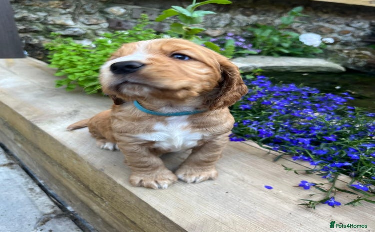 Cocker Spaniel dogs in Emsworth - Advert 12
