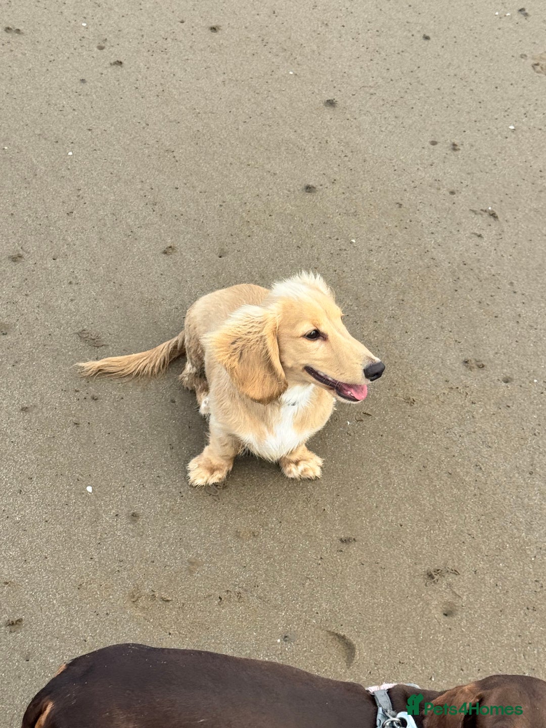 Miniature Dachshund dogs for sale: Long haired cream miniature dachshund  - Advert 7