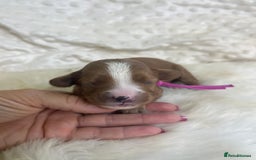 Cavapoo dogs for sale: Top Class Extensively tested F1b Toy Cavapoo pups - Image 8