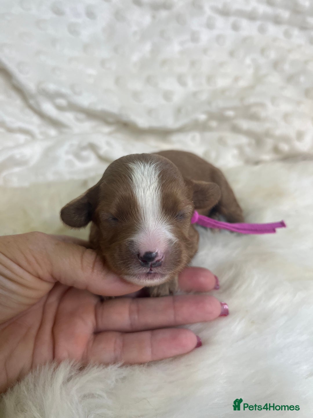Cavapoo dogs for sale: Top Class Extensively tested F1b Toy Cavapoo pups - Image 8