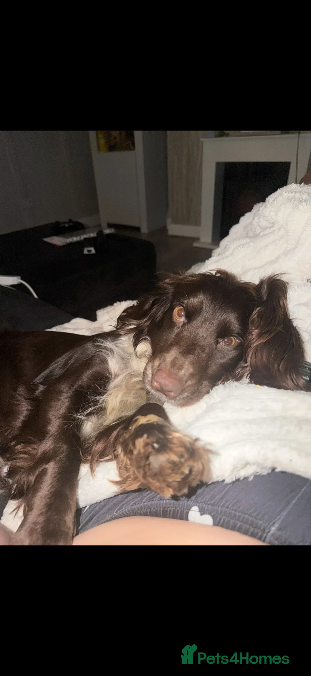 Cocker Spaniel dogs for sale: Beautiful litter of working cockerspaniel babies🐾 in Walsall - Advert 1