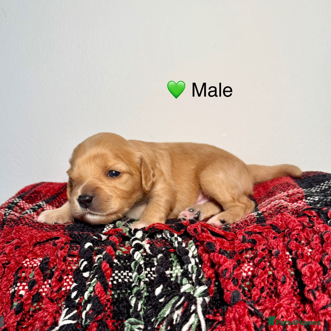 Cavapoochon dogs for sale: ✨Ruby & Blenheim Cavapoochons ❤️🐾 - Image 13