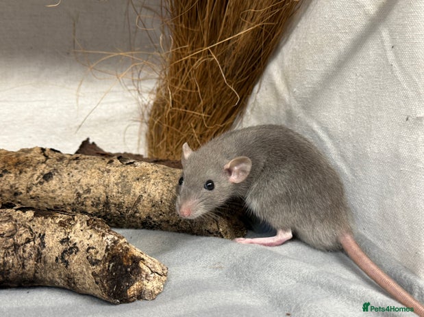 Buy Rats Rat rodents for sale | Pets4Homes
