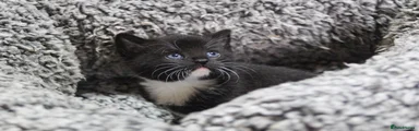 Mixed Breed Kitten 1