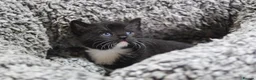 Mixed Breed cats for sale: Beautiful kittens, mixed Breed. - Advert 12