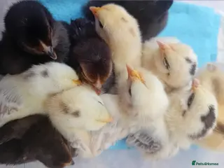 Chickens poultry 11x Micro-Chicken CHICKS, Quick Sale BARGAIN PRICE - Advert 9