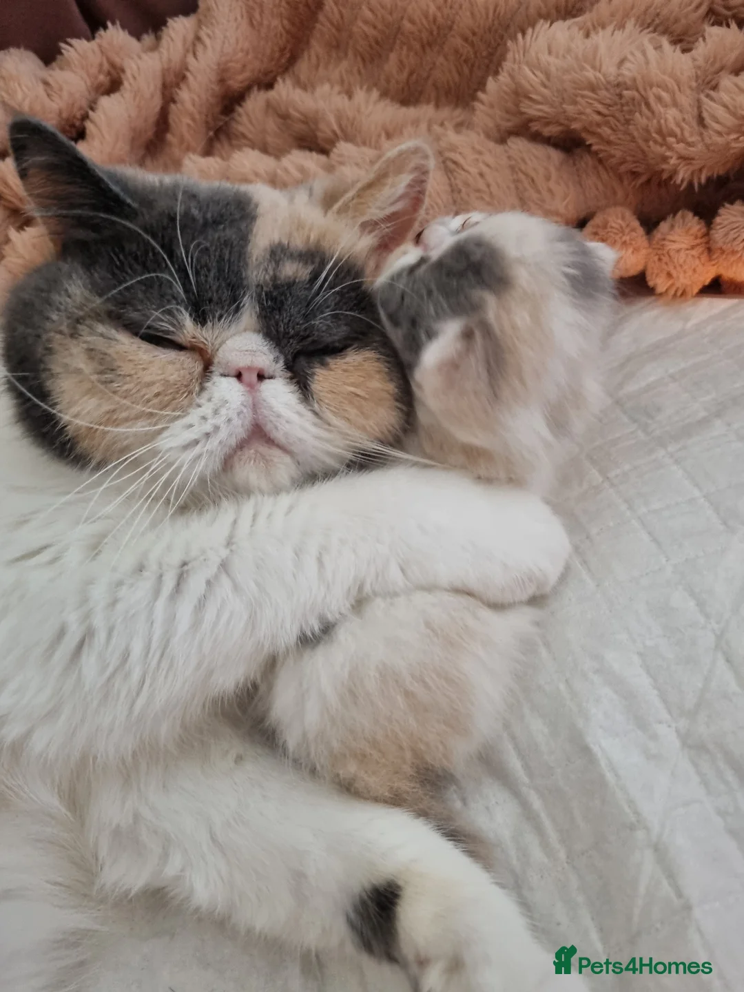 Persian cats for sale: Persian Exotic Female Kitten  - Advert 2