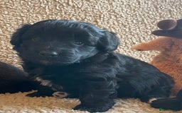 Mixed Breed dogs for sale: Corgipoo 🐾🐶 - Advert 3