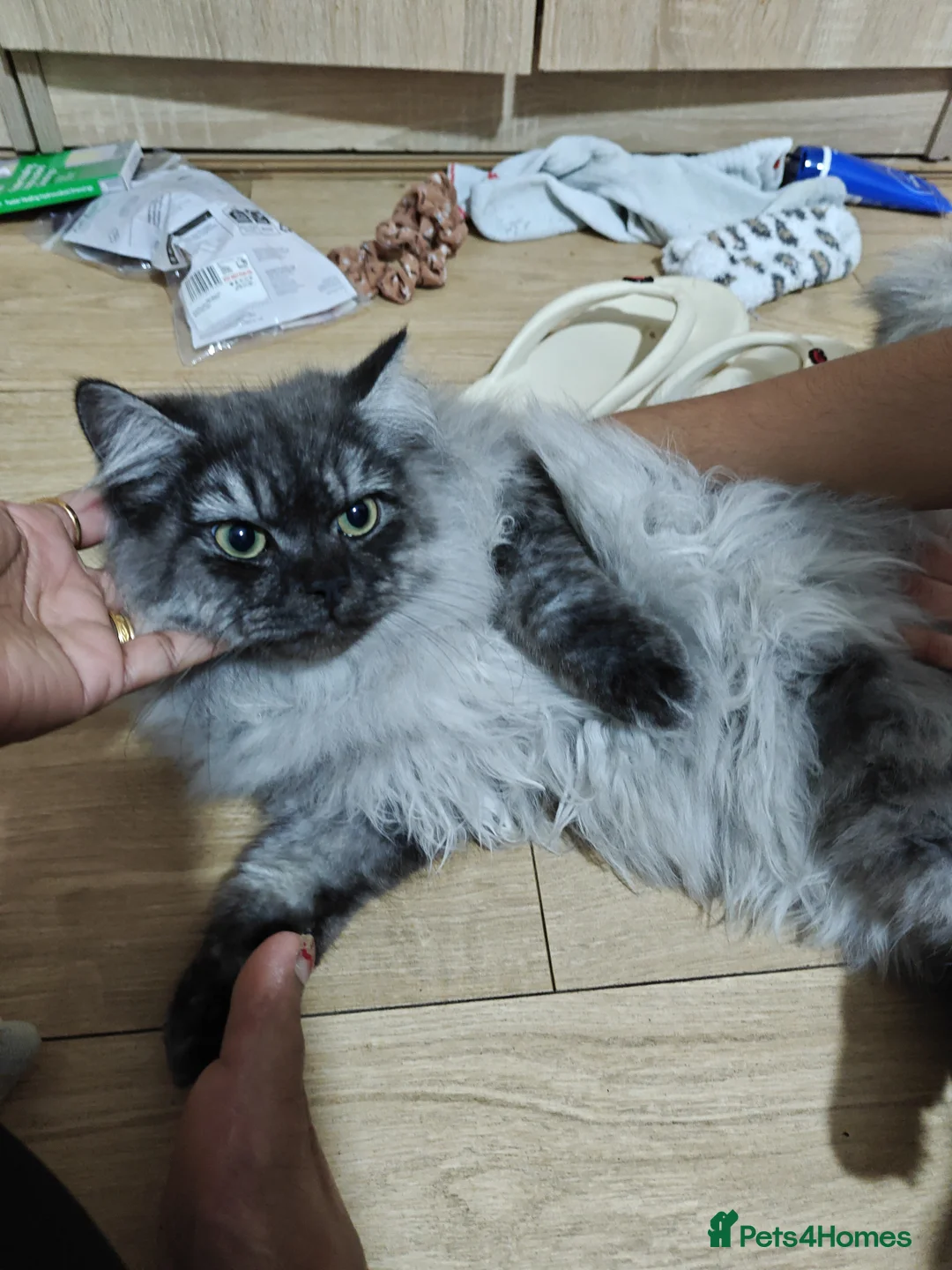 Persian cats for sale: Angel  - Advert 2