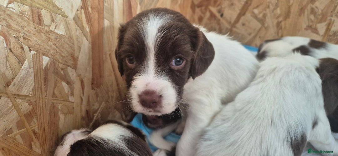 English Springer Spaniel dogs for sale: Beautiful Springer spaniel pups - Image 5
