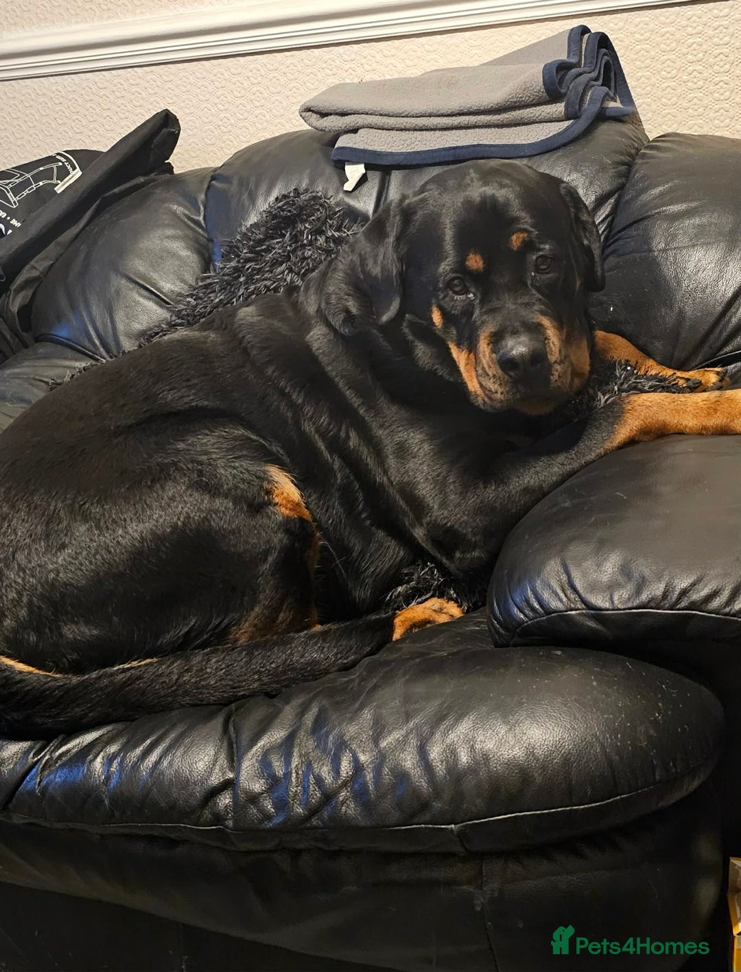 Rottweiler dogs for sale: Rottweiler  - Advert 5