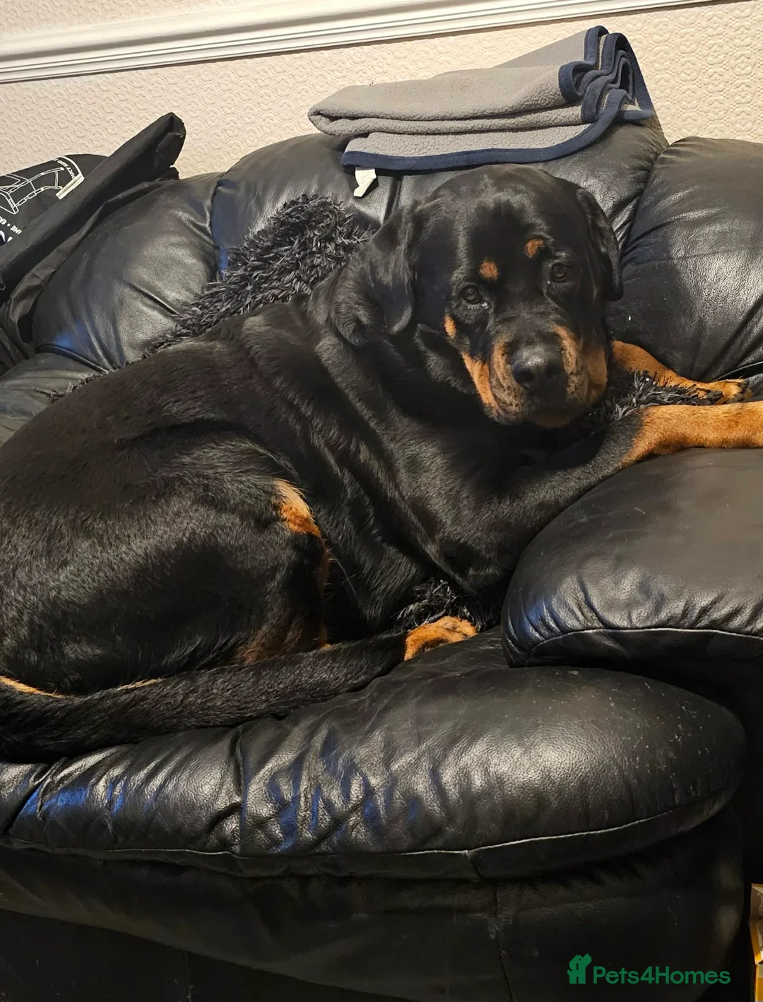 Rottweiler dogs for sale: Rottweiler  - Advert 5