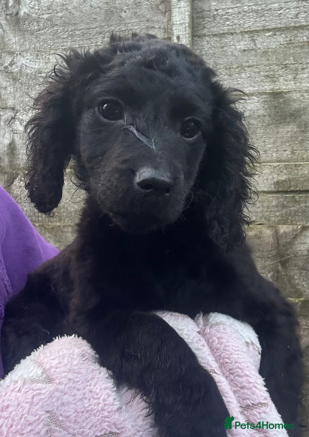 Cockapoo dogs for sale: F2B Cockapoo Puppies - Image 1