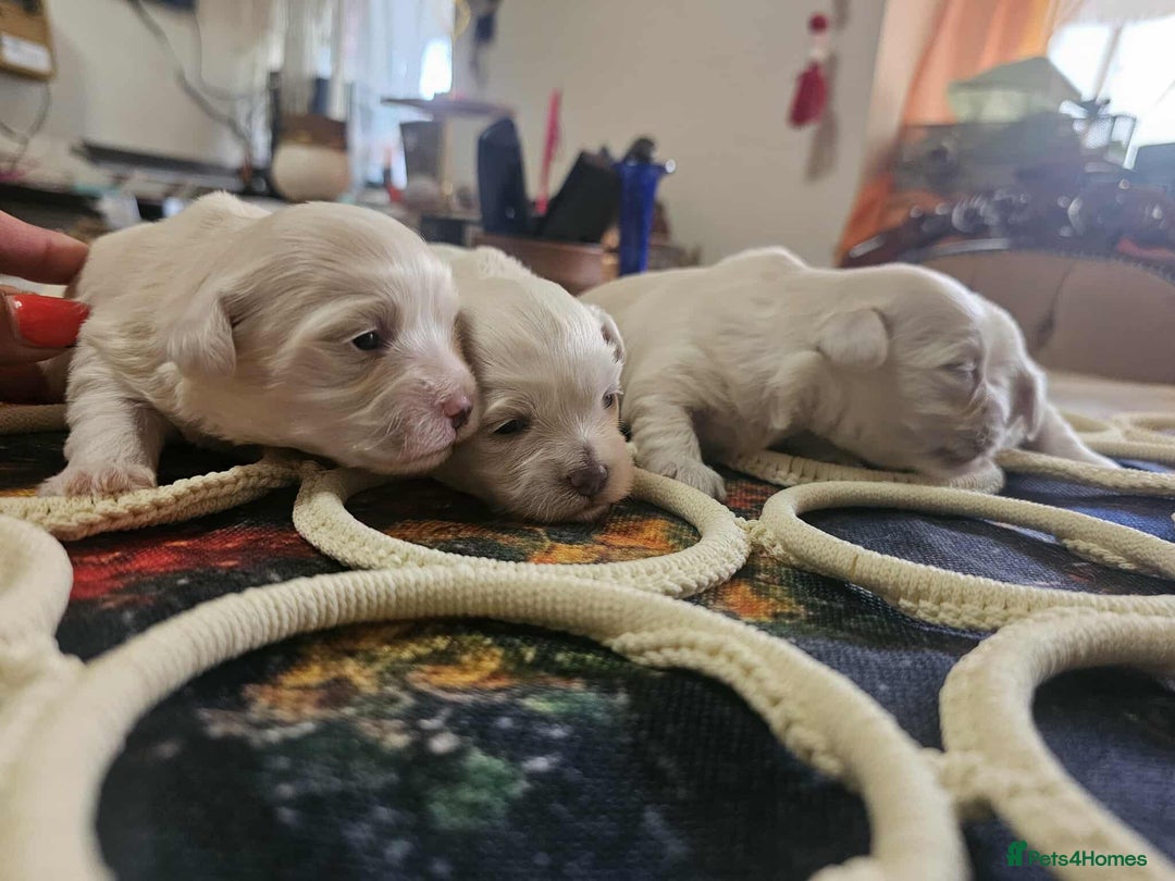Maltese dogs for sale: 4 puppies bichons maltese - Image 14