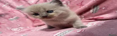 Blue mink kitten 2 
