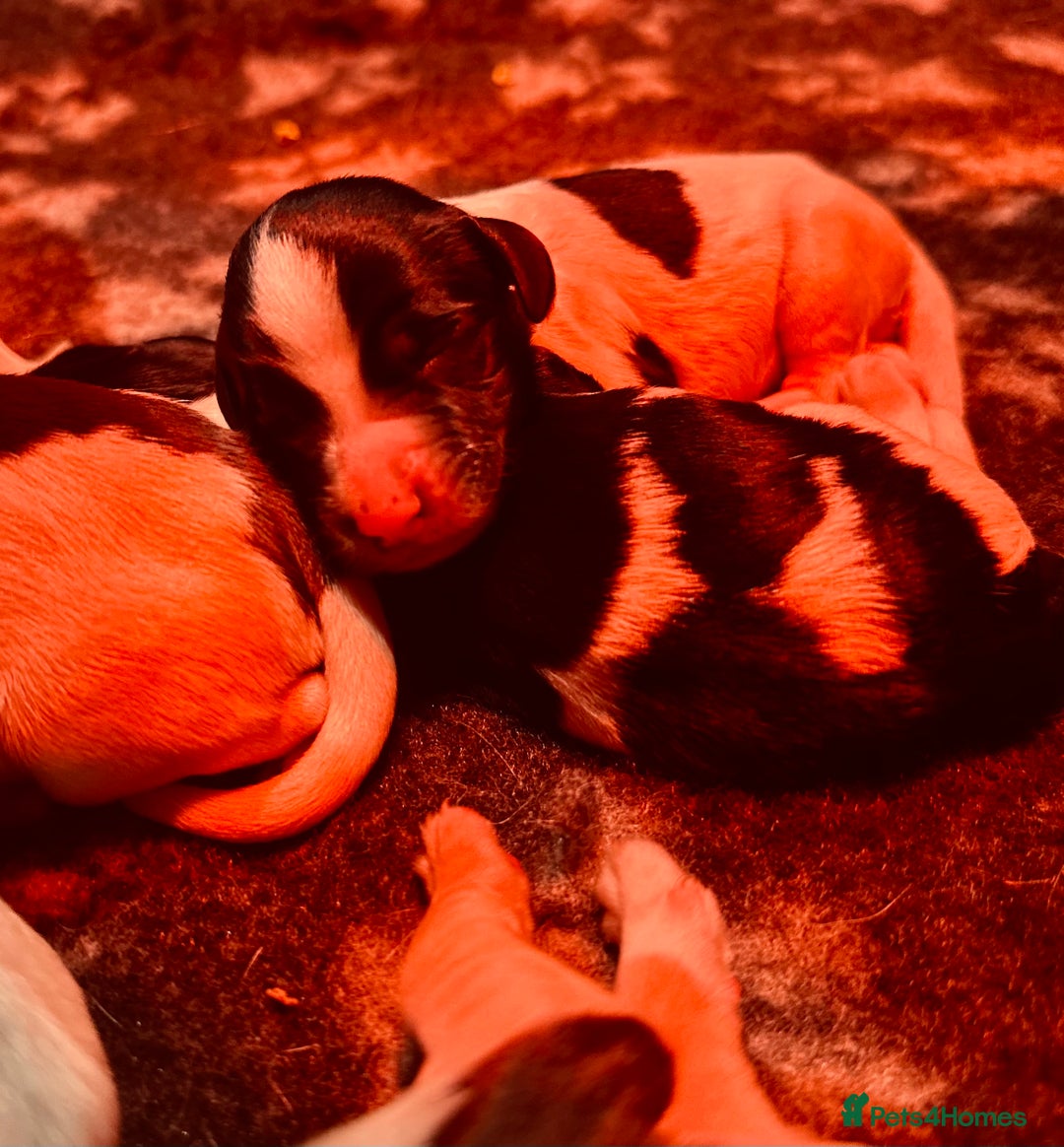 English Springer Spaniel dogs for sale: KC English Springer Spaniels  - Advert 16