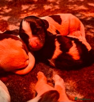 English Springer Spaniel dogs KC English Springer Spaniels - Advert 1