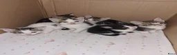 Aegean cats for sale: Kittens in Burnley - Advert 4