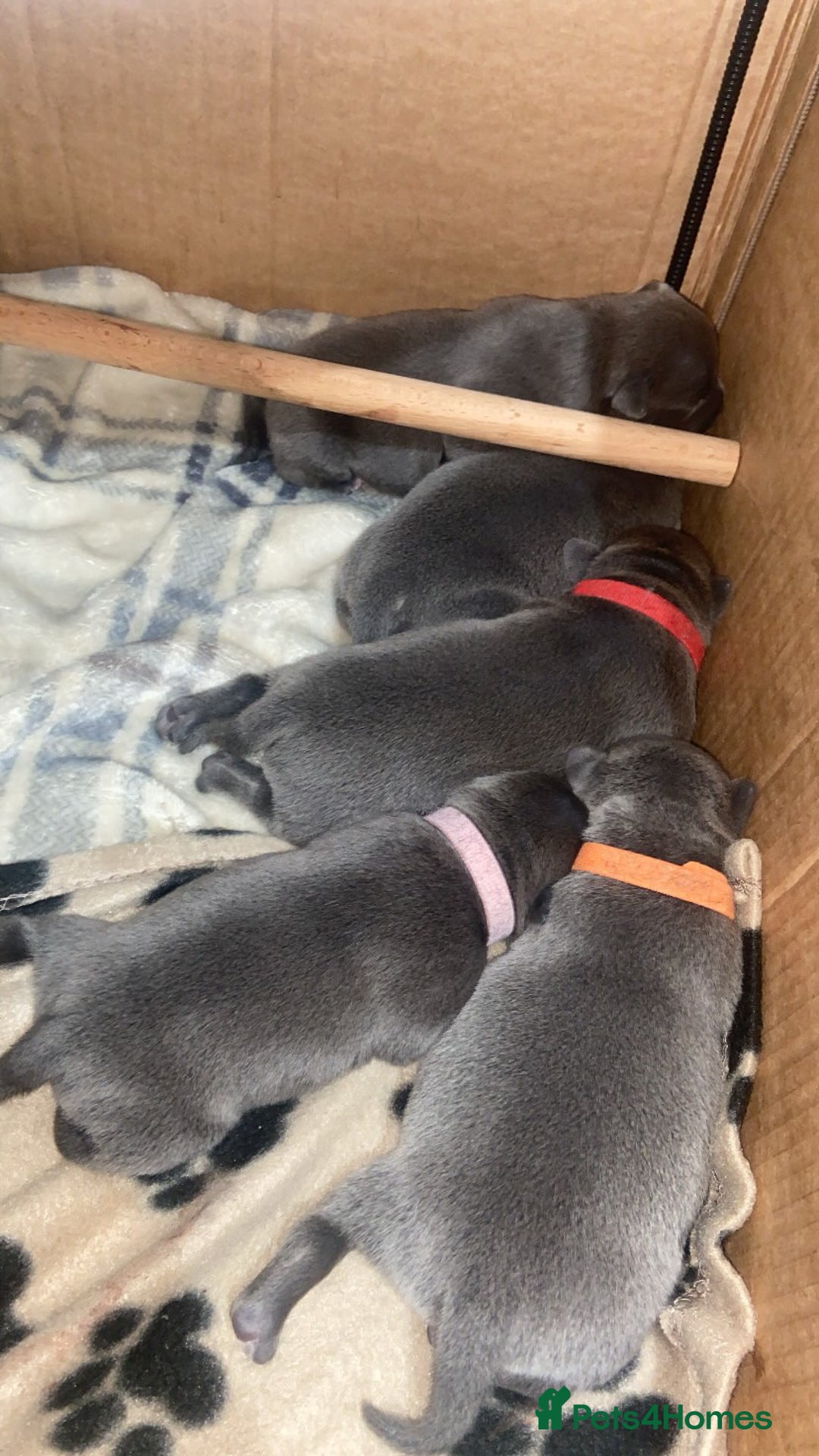 Staffordshire Bull Terrier dogs for sale: 4 Blue Staff Puppies Available  - Advert 2