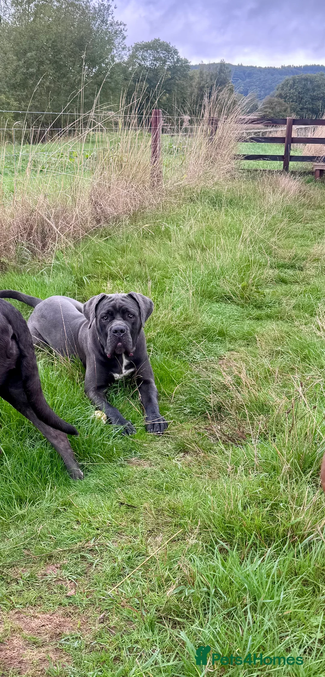 Cane Corso dogs for sale: 💙Cane Corso Boy Seeking Experienced,Loving Home💙 - Advert 11