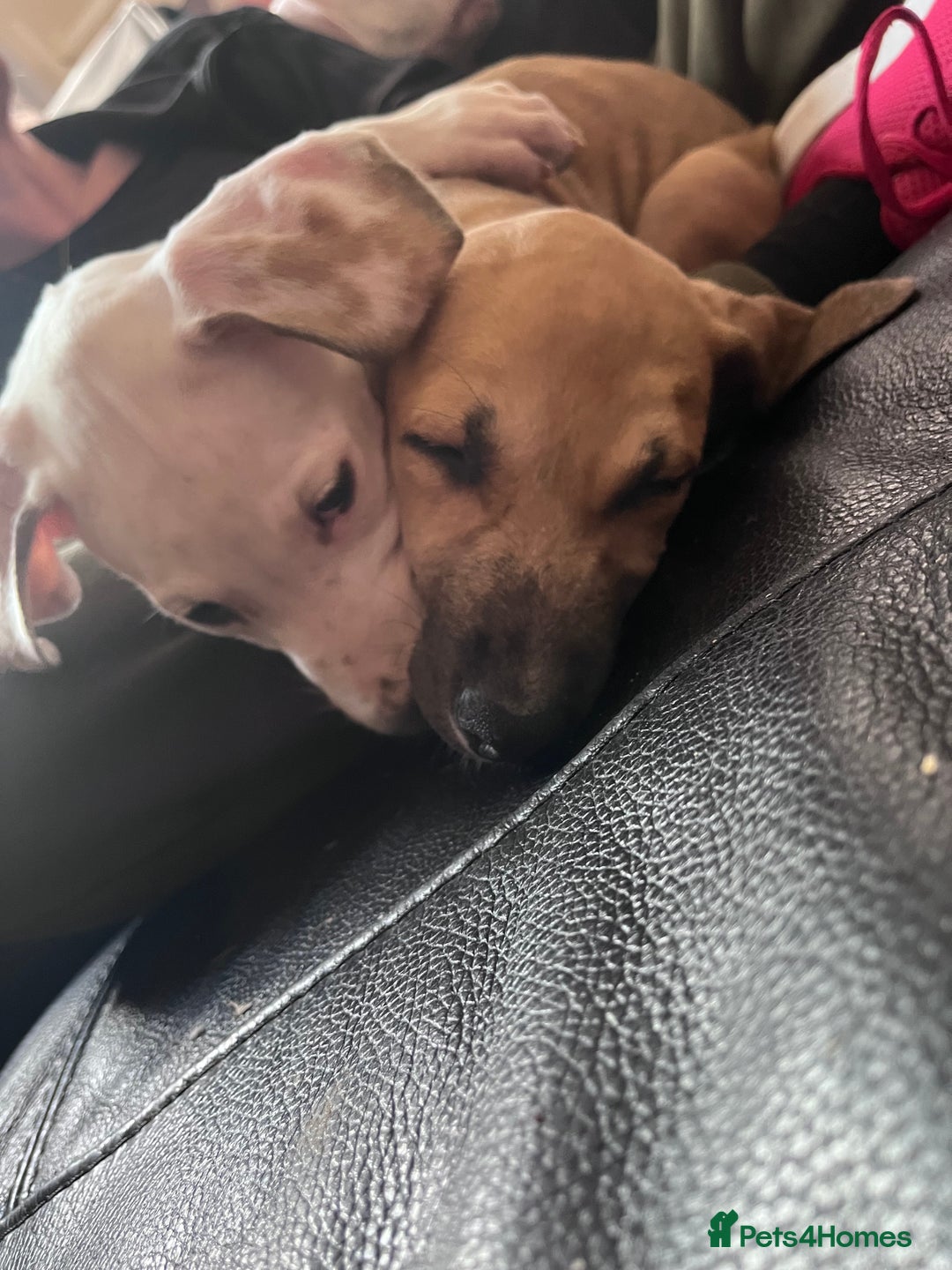 Mixed Breed dogs for sale: Staffy cross  - Advert 7
