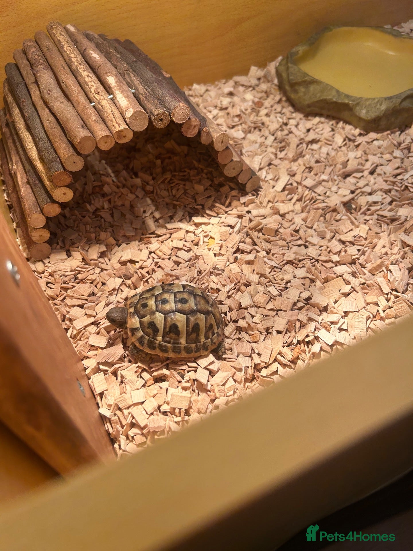 Hermann Tortoise reptiles Herman’s tortoise  - Advert 7