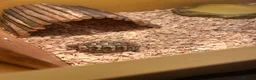 Hermann Tortoise reptiles for sale: Herman’s tortoise  - Advert 1