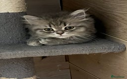 British Shorthair cats for sale: British shorthair x Persian  - Image 11