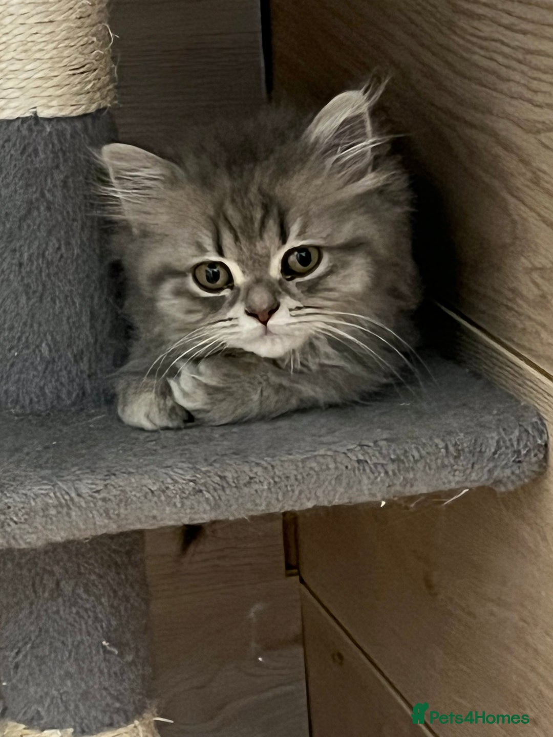 British Shorthair cats for sale: British shorthair x Persian  - Image 11
