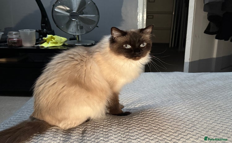 Ragdoll cats - Advert 3