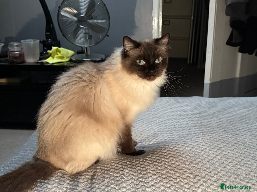 Ragdoll cats for sale: Female Seal Point Ragdoll Cat - Image 1