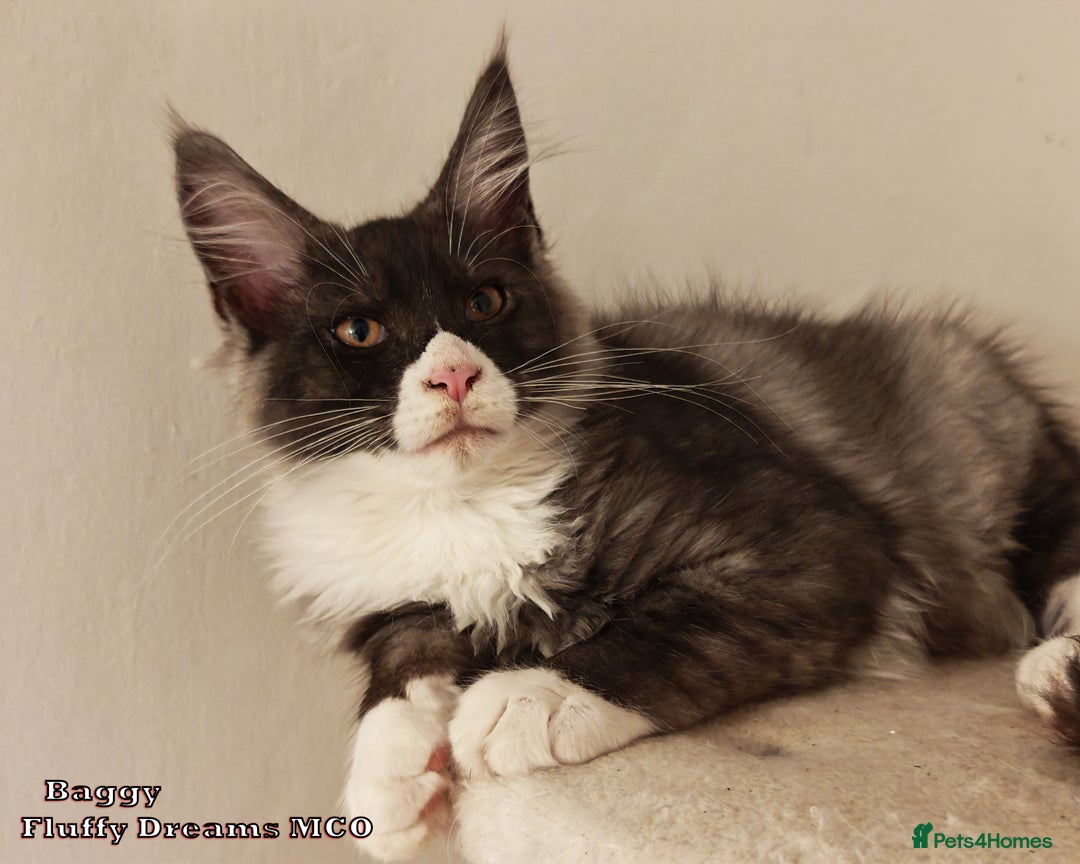 Maine Coon cats for sale: x2 Fluffy Boys from Fluffy Dreams MCO - Image 4