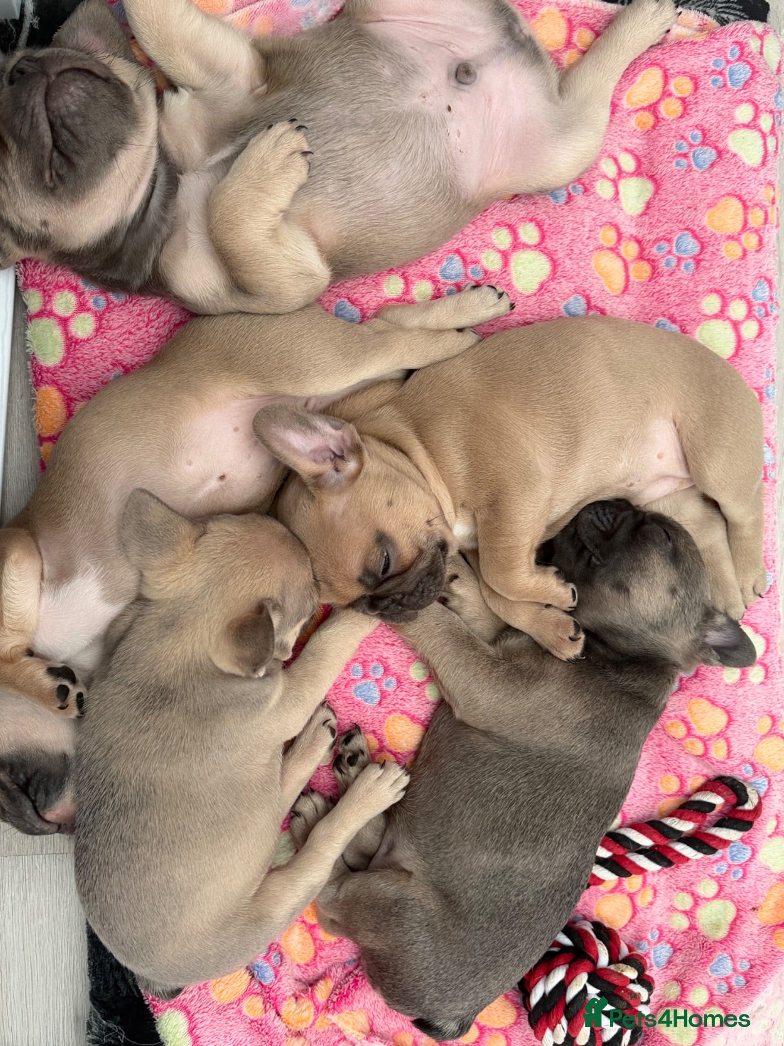 French Bulldog dogs 🐾 French Bulldog Puppies Available 🐾 - Advert 17