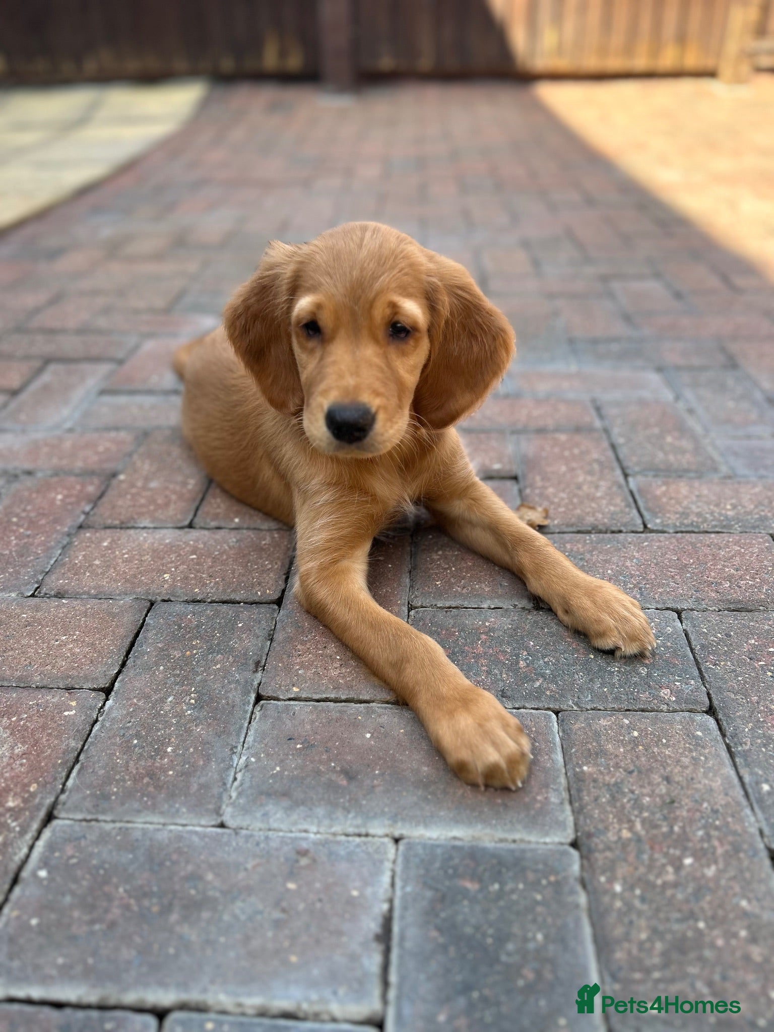 Golden Retriever dogs  Beautiful red golden retriever Girl puppy  - Advert 2