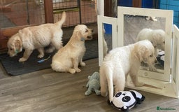 Golden Retriever dogs for sale: Fyffrind Meadow (Miss Purple)  - KC Reg. Goldies from a 5 Star Registered Breeder  - Image 28