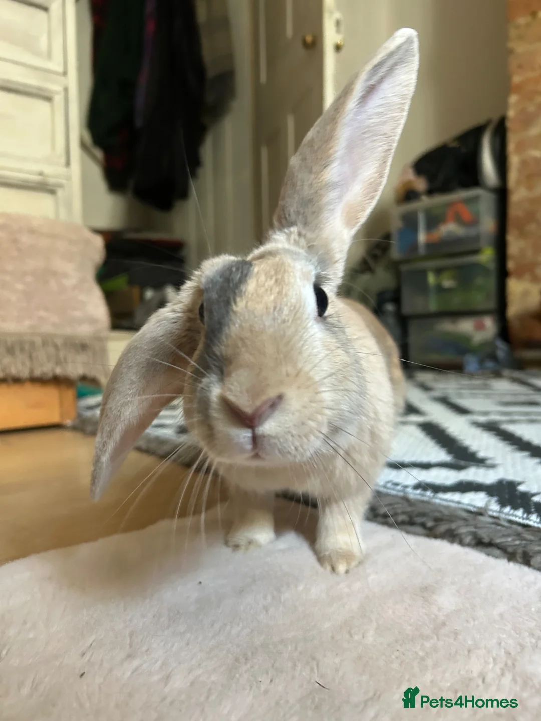 Mixed Breed rabbits for sale: Indoor house Rabbit bunny pet in Aylesbury - Advert 2