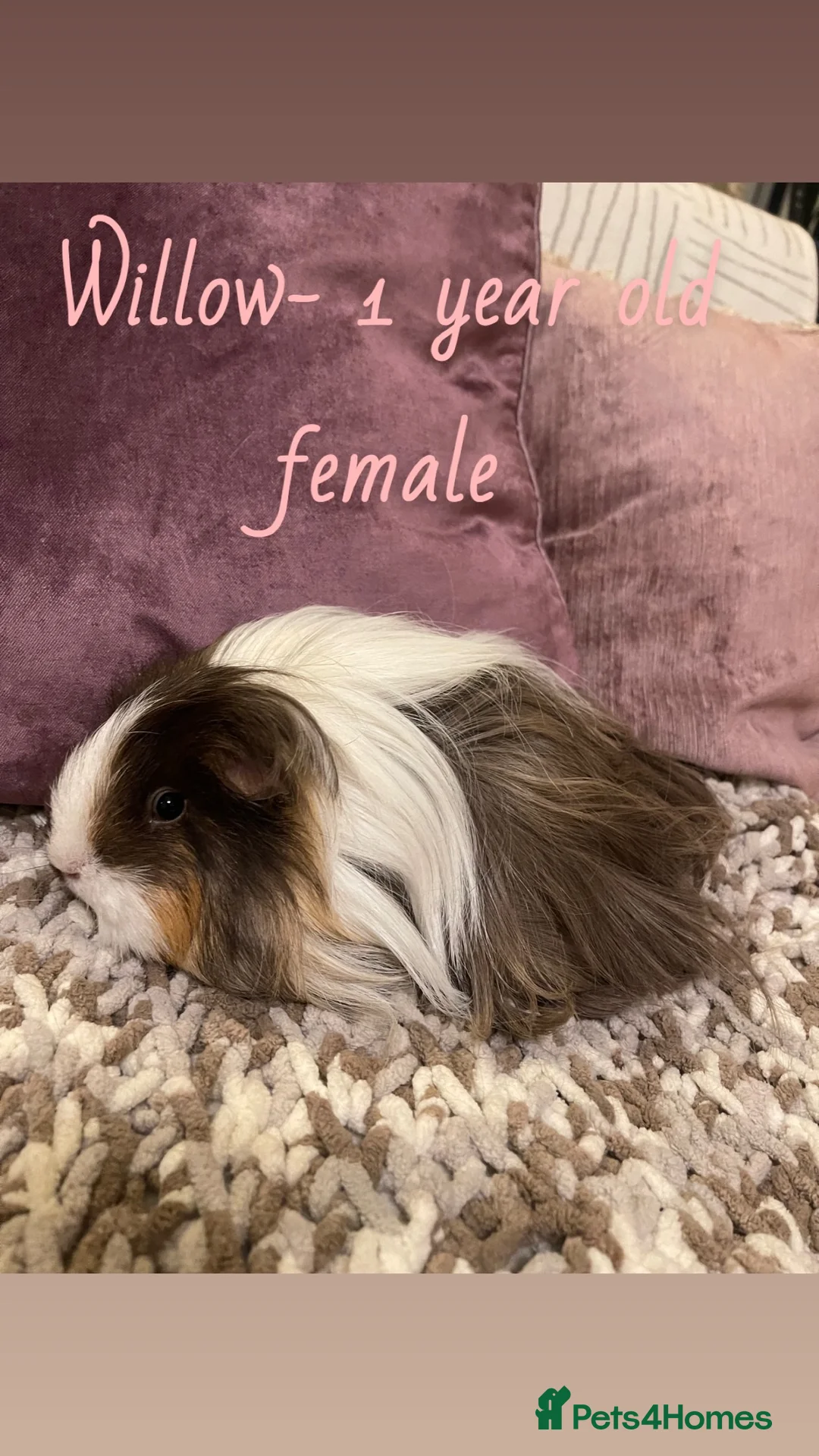 Guinea Pig rodents for sale: Guinea pigs for sale  - Advert 6