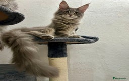 Maine Coon cats for sale: Stunning TICA Registered Maine Coon Boys Available - Image 16