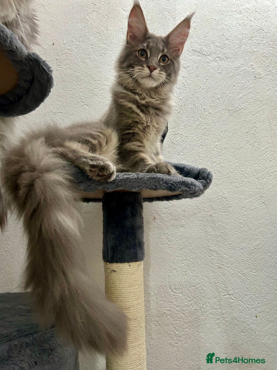 Maine Coon cats for sale: Stunning TICA Registered Maine Coon Boys Available - Image 16