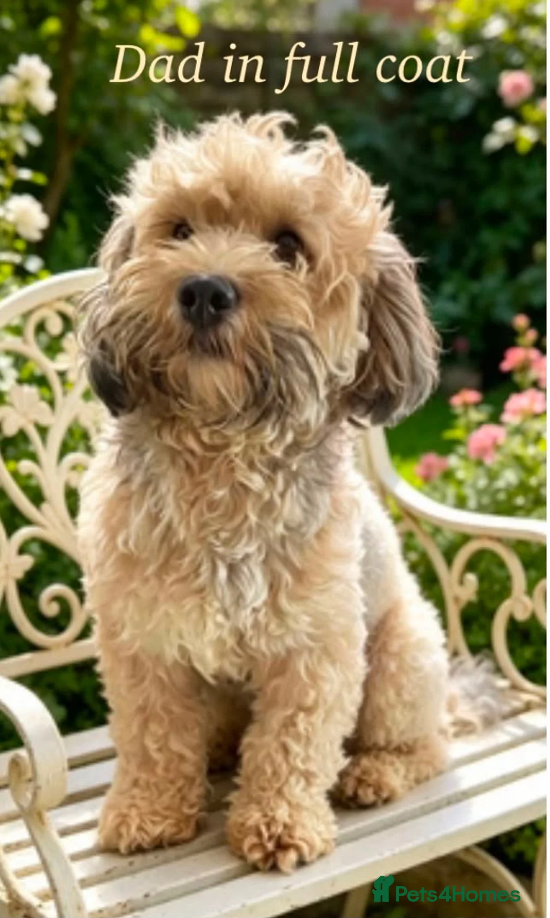 Mixed Breed dogs for sale: One off litter of Stunning coloured Maltipoos - Advert 7
