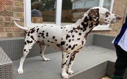 Dalmatian dogs for sale: Top quality show type Dalmatian pups 🐶  - Image 14