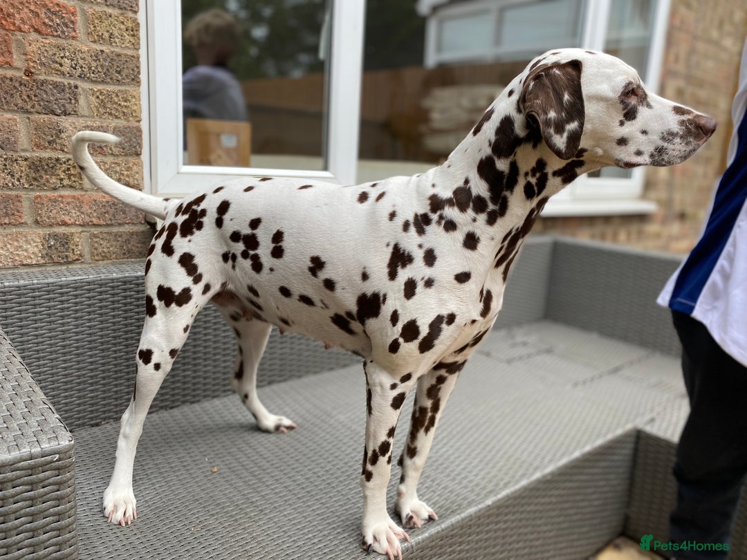 Dalmatian dogs for sale: Top quality show type Dalmatian pups 🐶  - Image 14