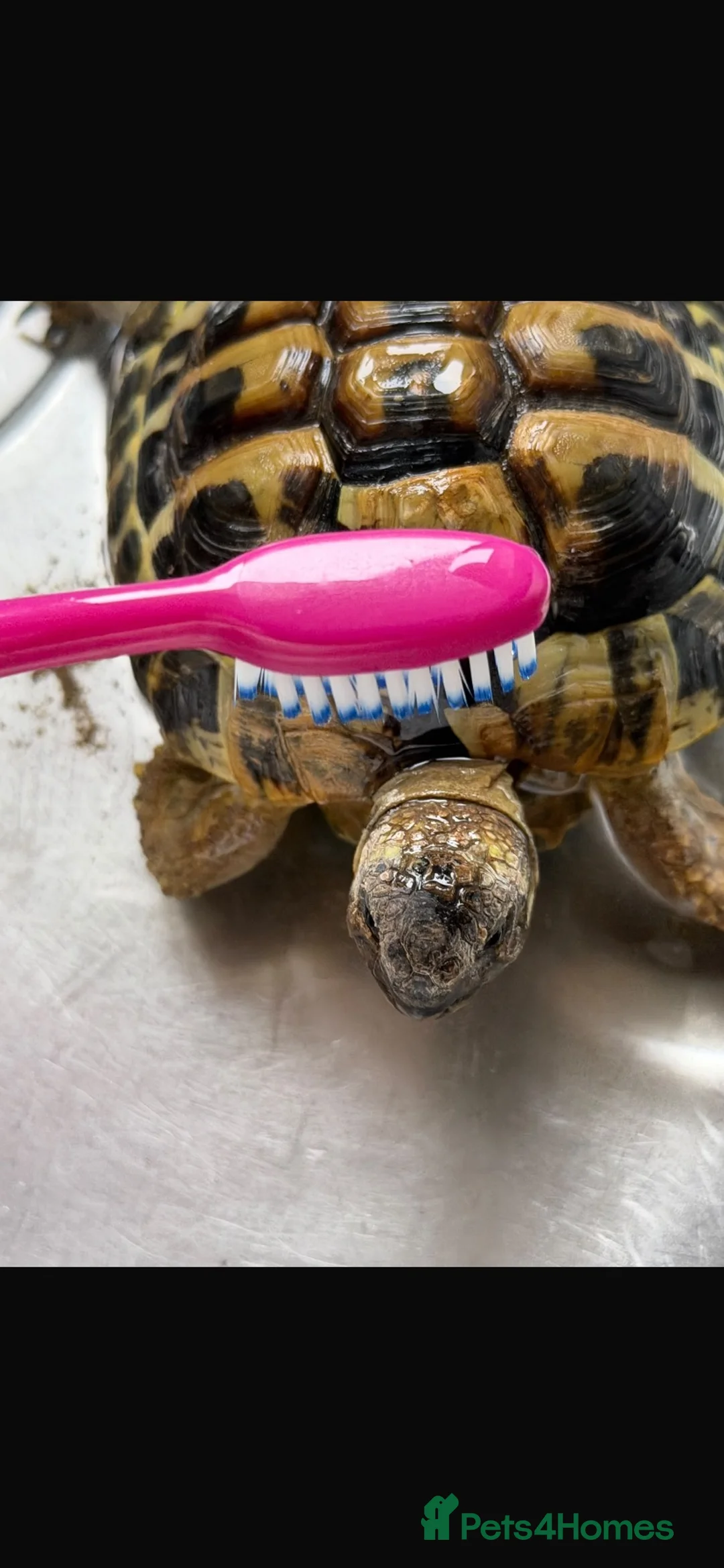 Hermann Tortoise reptiles for sale: Herman tortoise in Bognor Regis - Advert 4