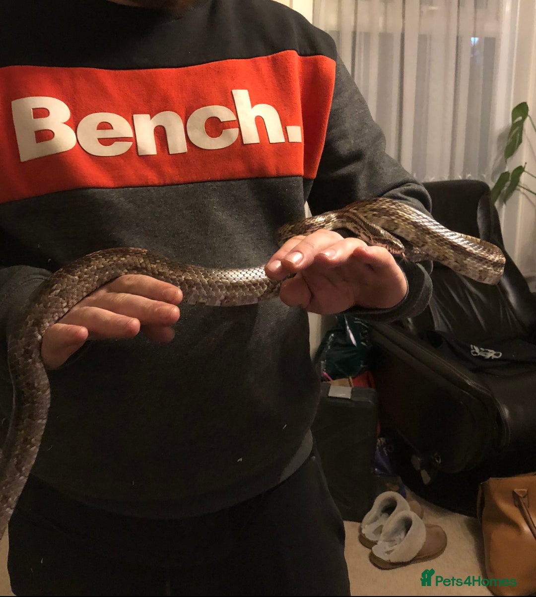 Corn Snake reptiles for sale: Male corn snake - Image 1