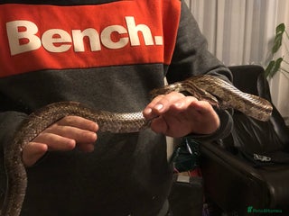 Corn Snake reptiles - Advert 2