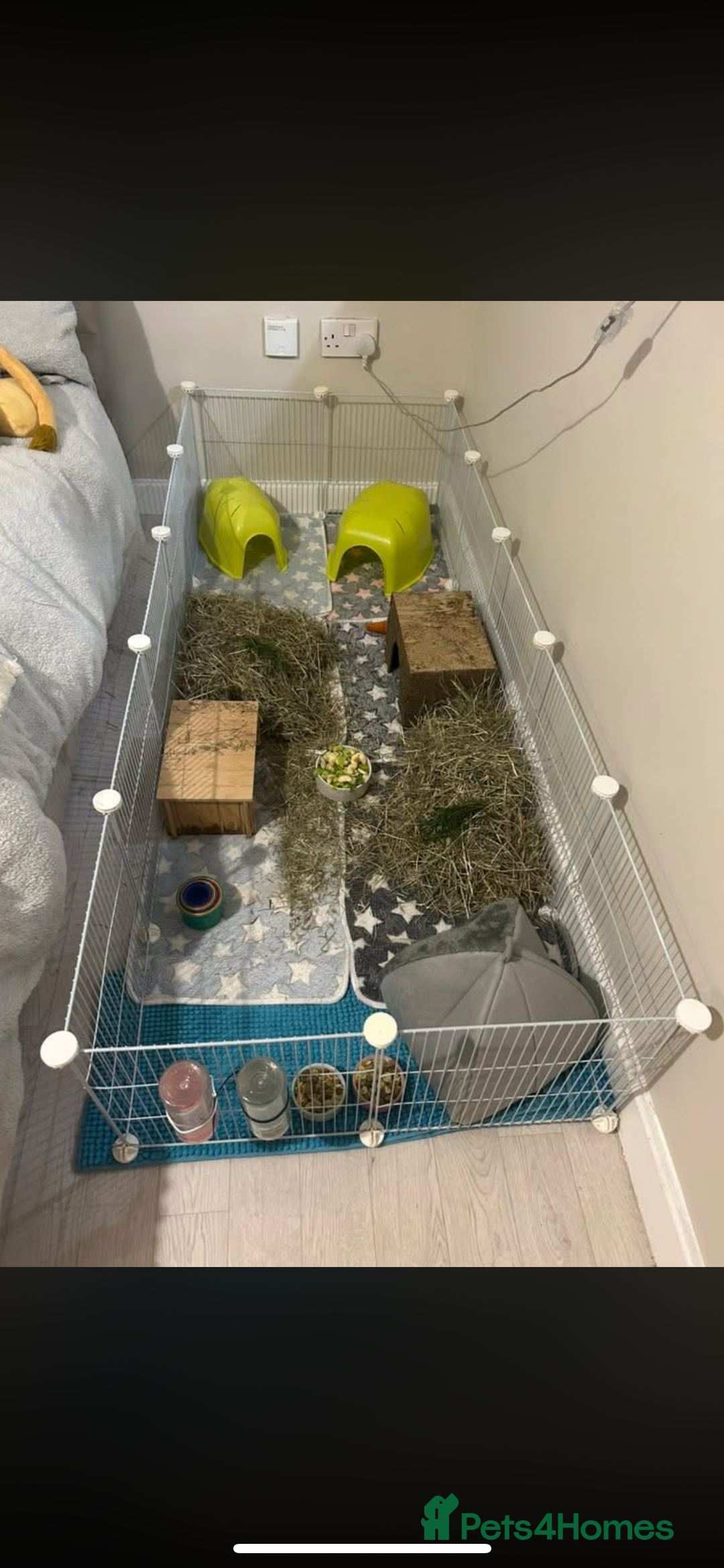 Guinea Pig rodents for sale: 2 male guinea pigs (brothers)  - Advert 6