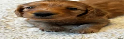 Miniature Dachshund dogs for sale: Gorgeous long haired miniature dachshund  - Advert 16