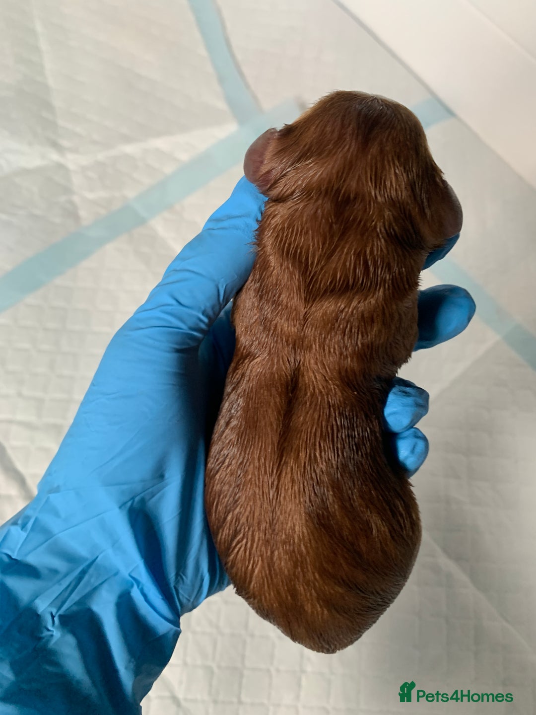 Cockapoo dogs for sale: 3 Stunning Dark Red Cockapoo Puppies - Image 25